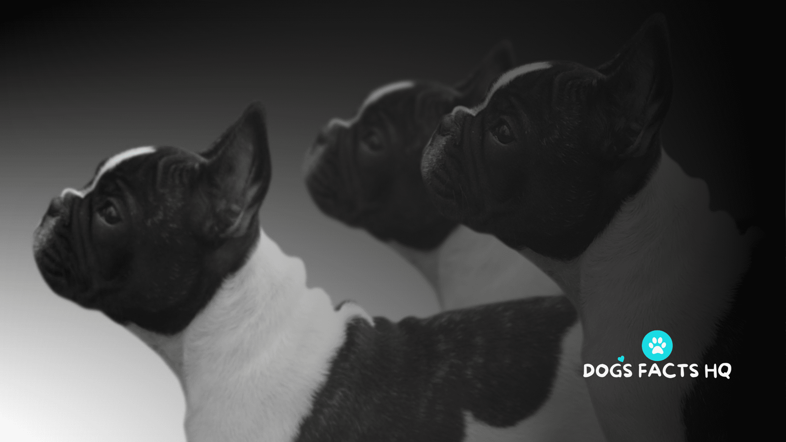 the photo show 3 French Bulldog