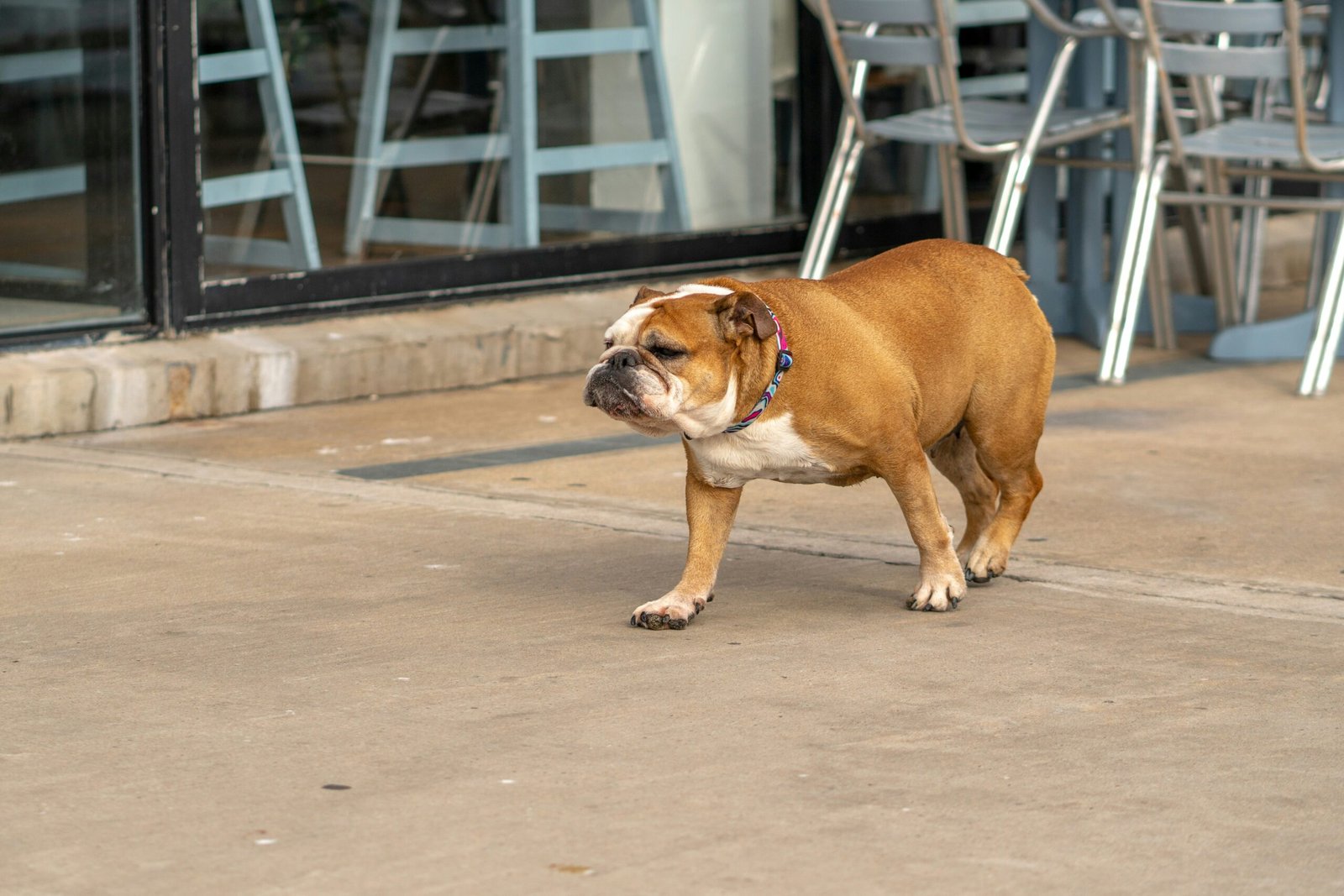 Bulldog brown and white dog standing on top of a sidewalk