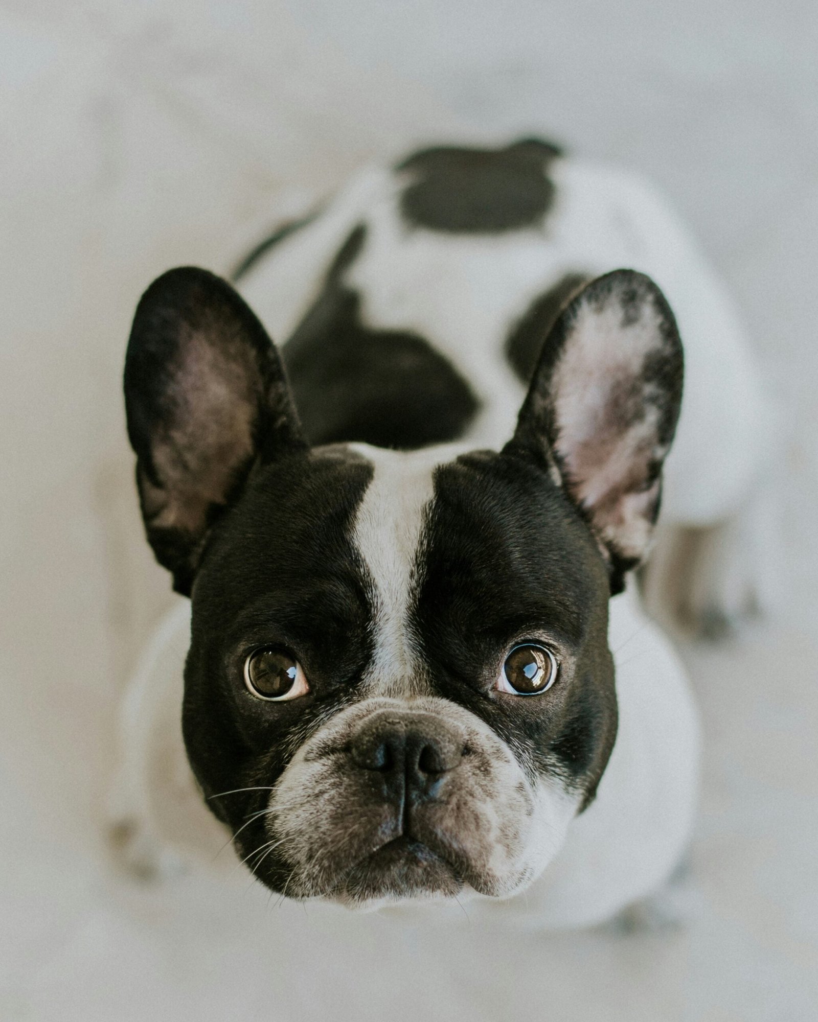 French Bulldog